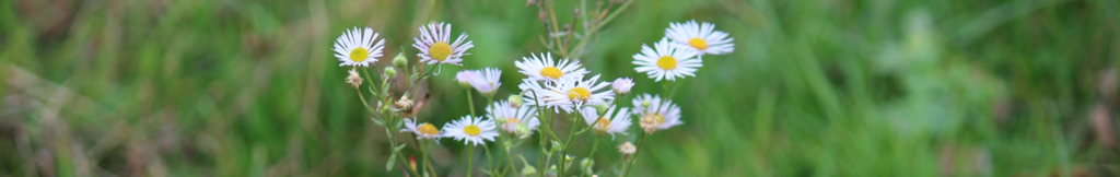 Bekämpfungskonzepte Neophyten und Neozoen für Gemeinden oder Schulen : verdrängung,einheimisch,umwelt,natur,fauna,flora